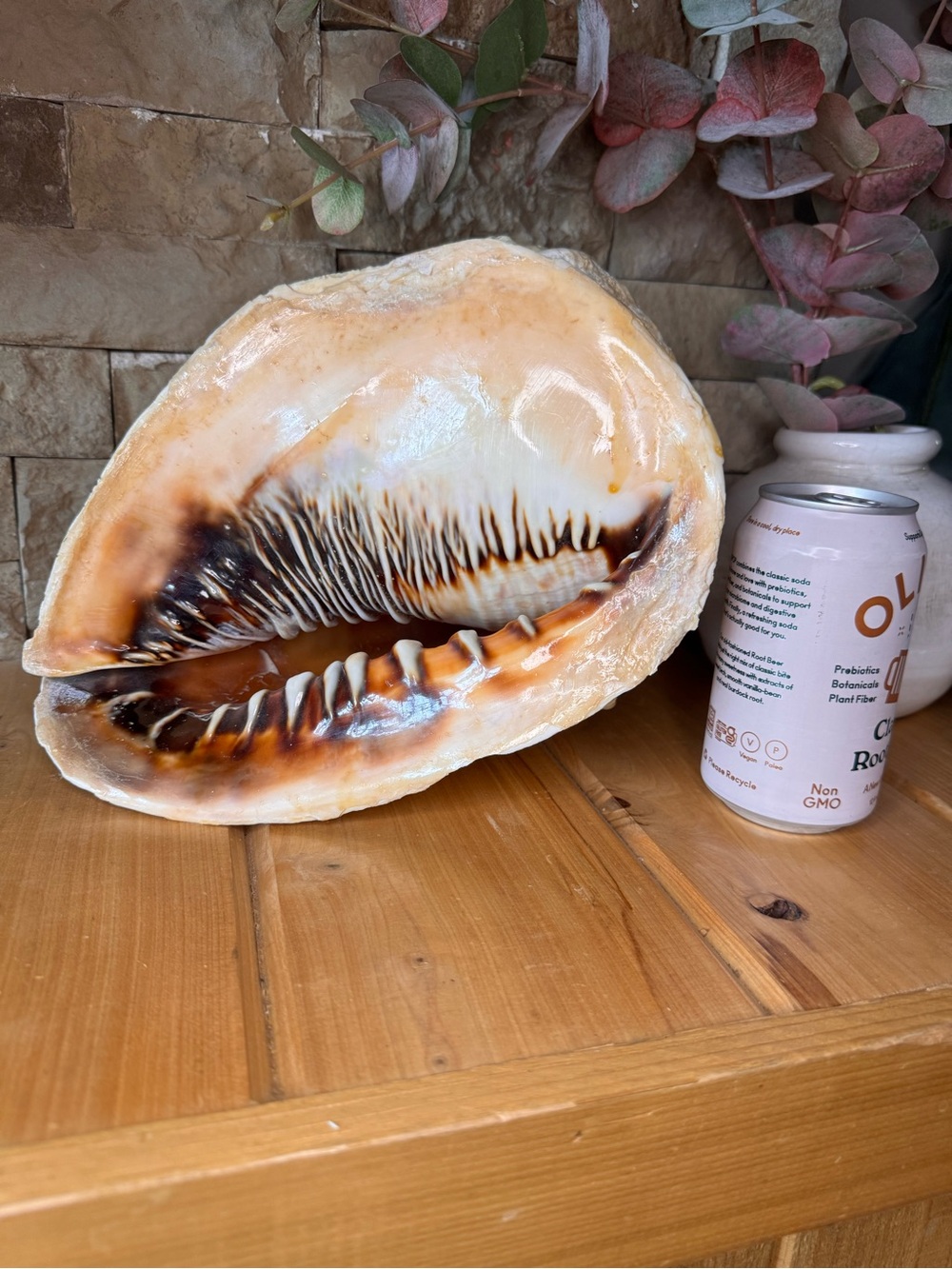 Giant Helmet Conch Seashell